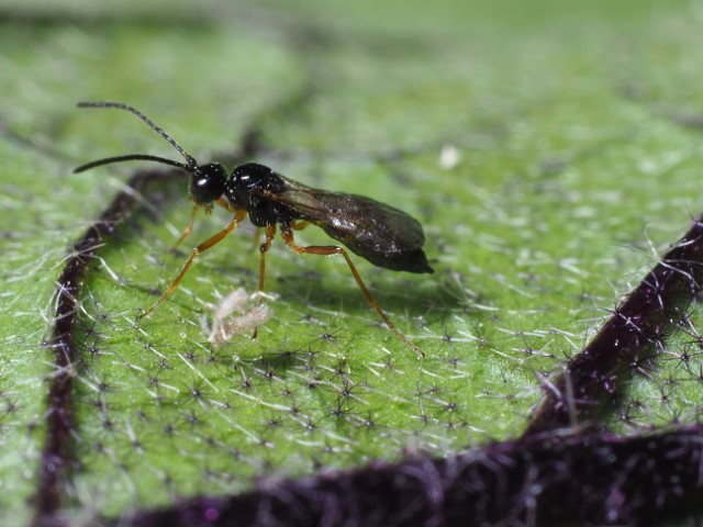 Aphidius ervi adult